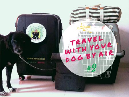 travel with a dog by air