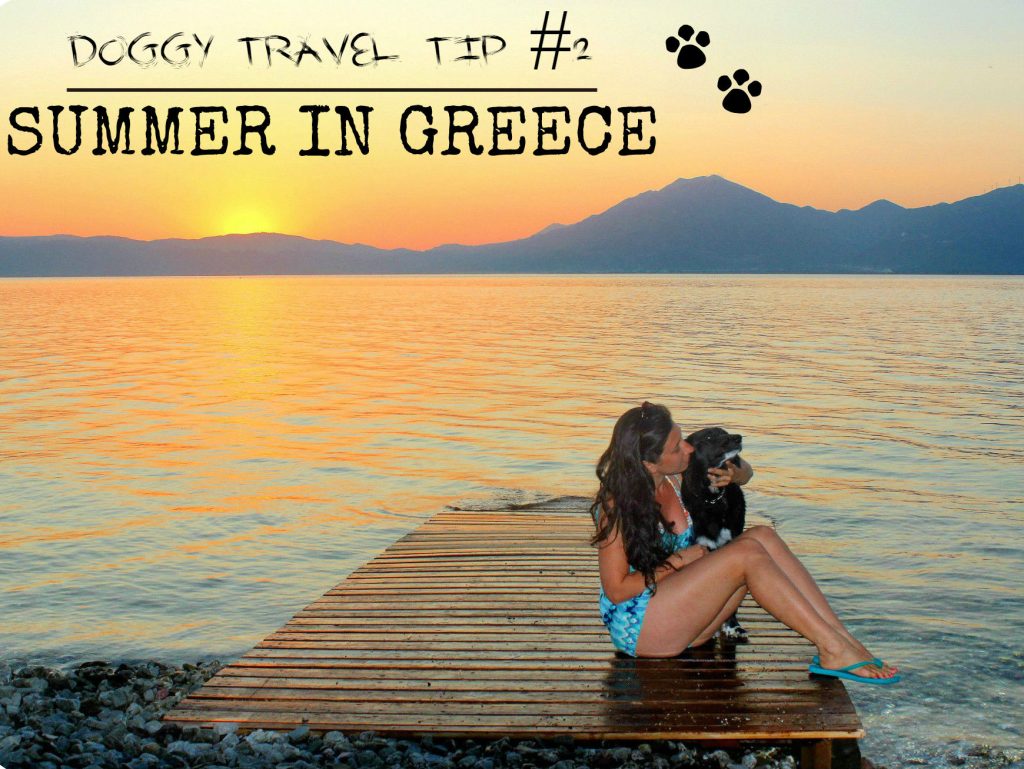 travel with a dog