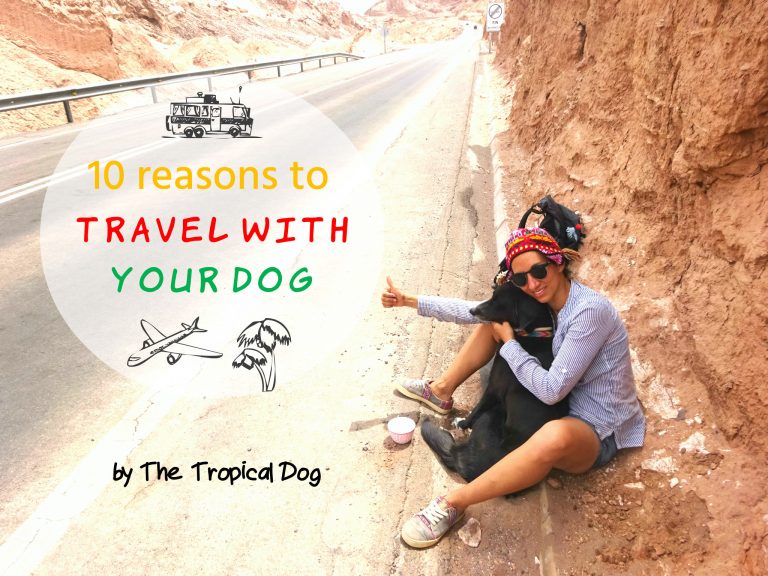 10 reasons to travel with your dog The Tropical Dog