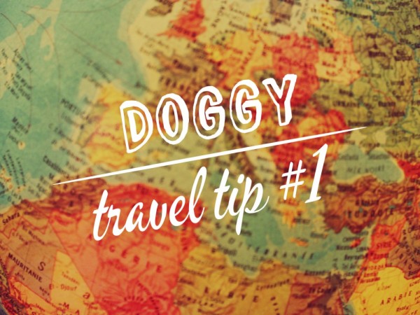 Travel with a dog: health