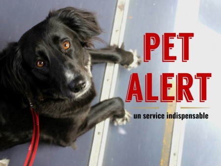 Pet Alert