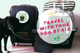 Travel with a dog by air