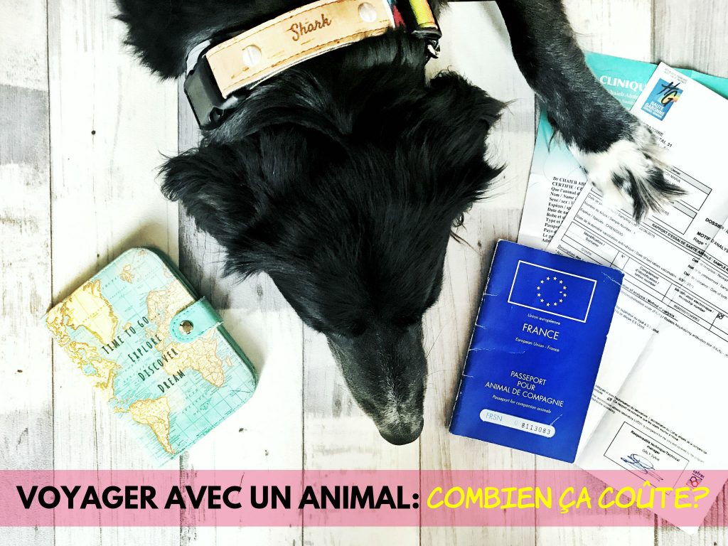 Harnais pour chien au Maroc, Animalerie en ligne