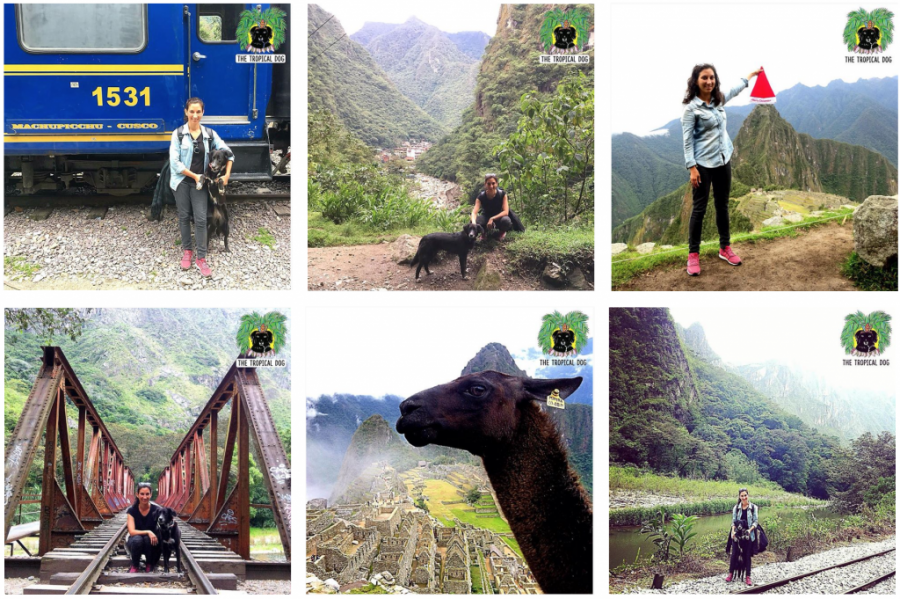 Traveling with a dog in Peru 4