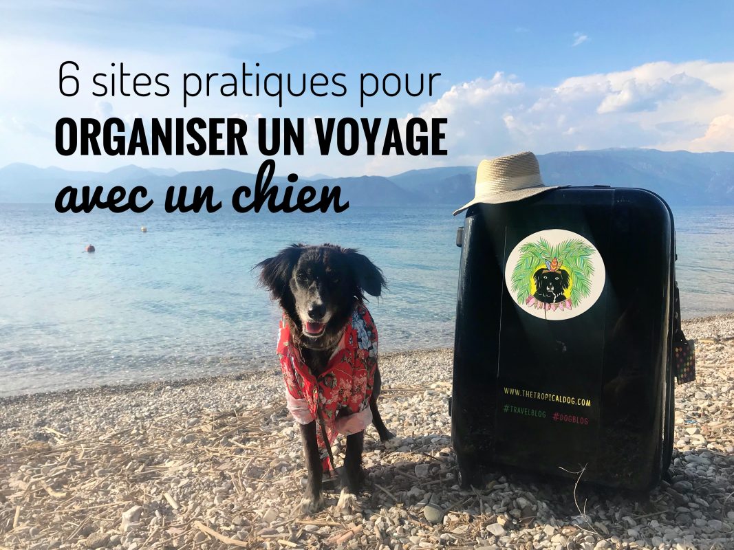 Organiser un voyage avec un chien 6 sites pratiques The Tropical Dog