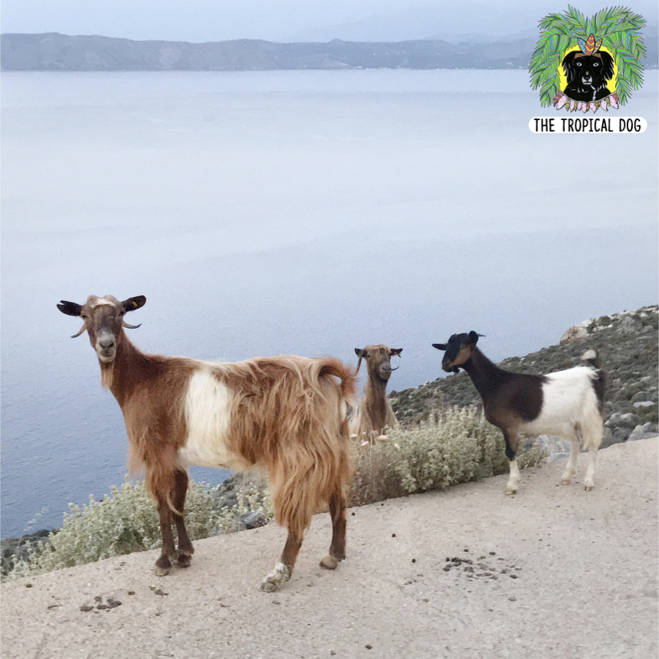Goats in Crete