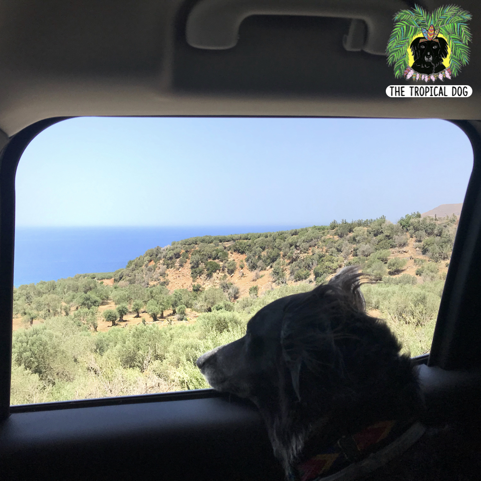 Road trip in western crete with a dog