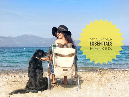 Summer essentials for dogs