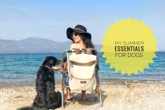Summer essentials for dogs