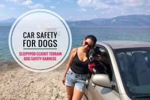 car safety for dogs
