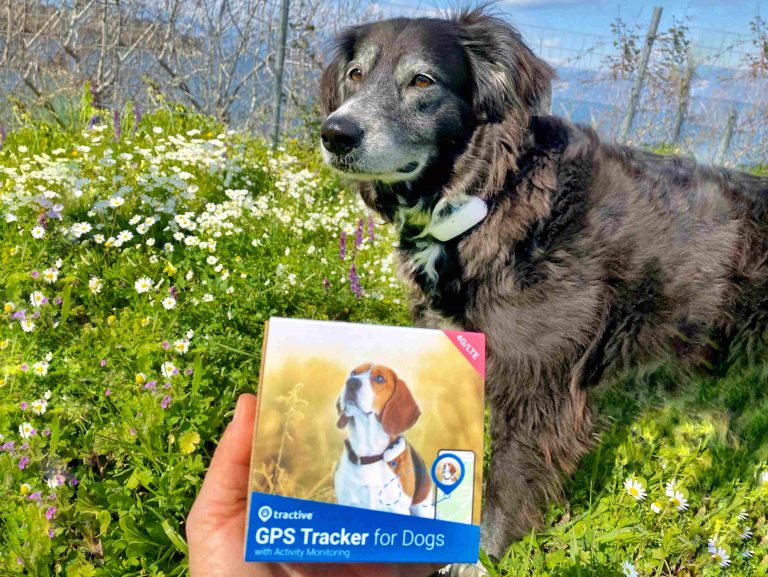Traceur GPS Tractive pour chiens avec suivi d'activité